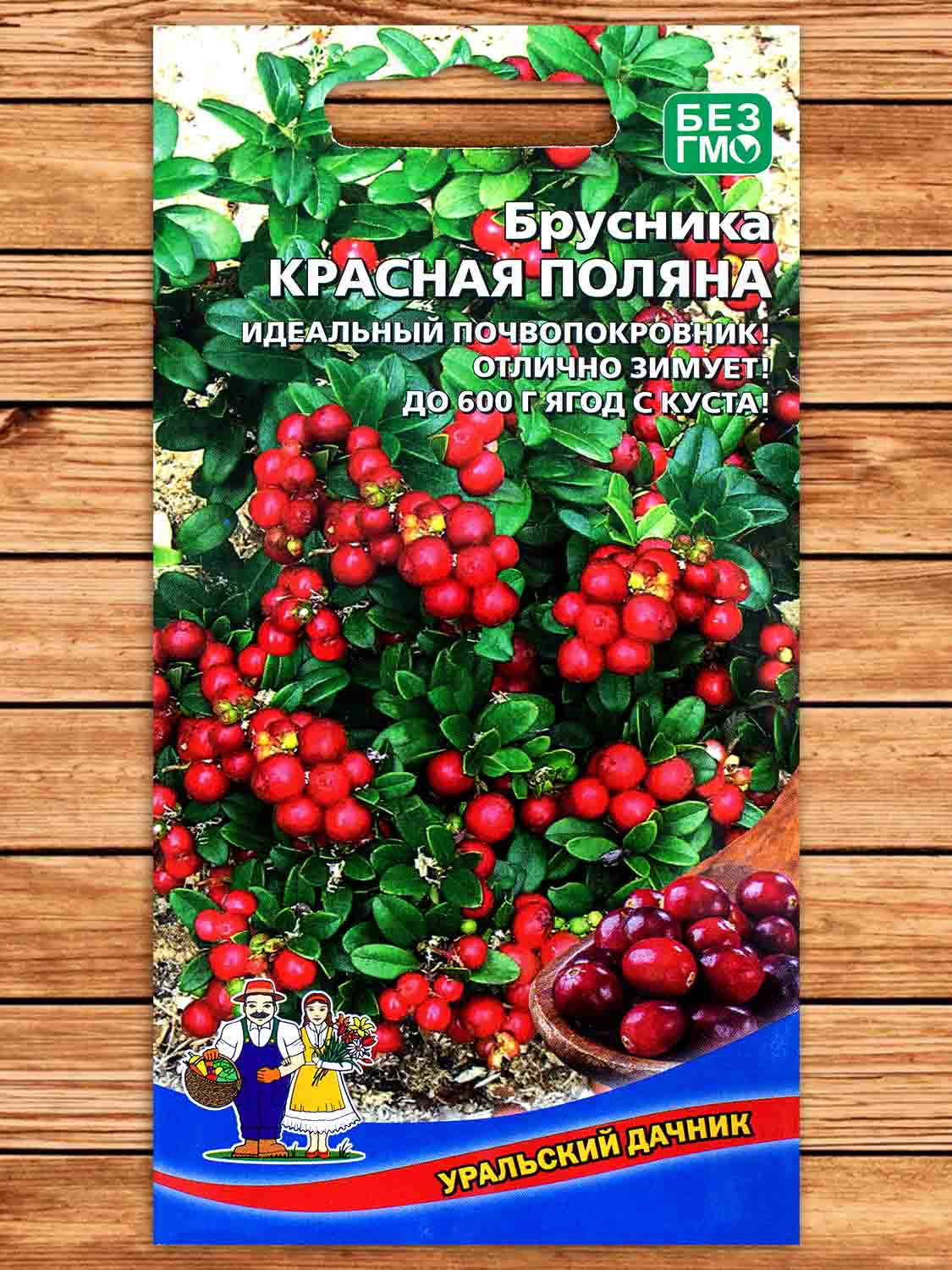 Брусника Красная Поляна 20 шт.