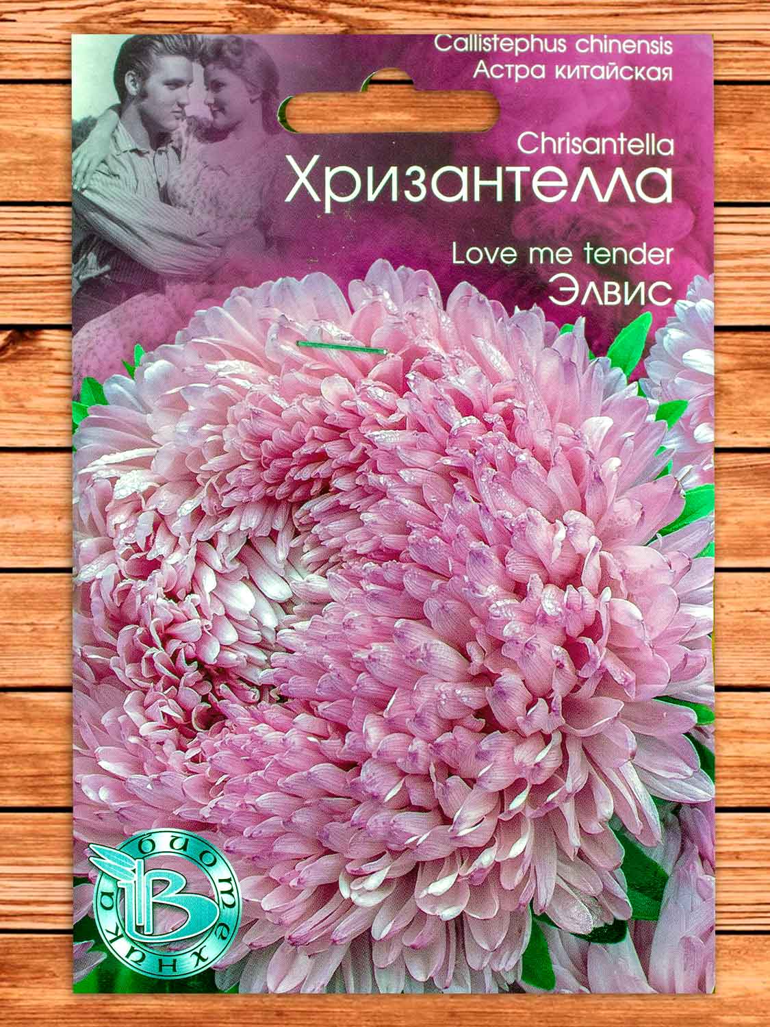 Хризантелла Элвис 30 шт.