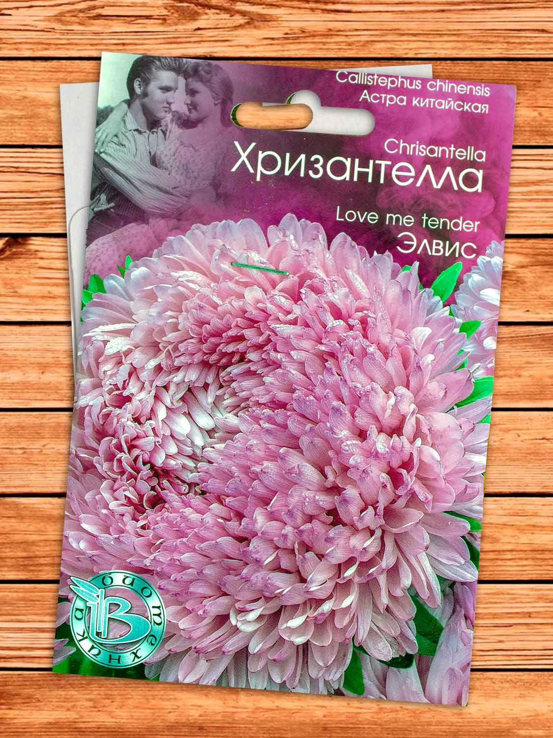 Хризантелла Элвис 30 шт.