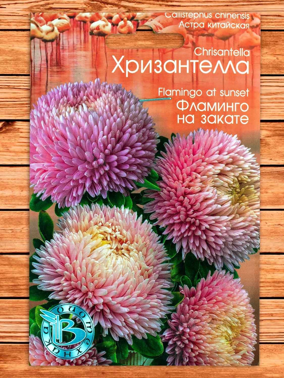 Хризантелла Фламинго на Закате 30 шт.