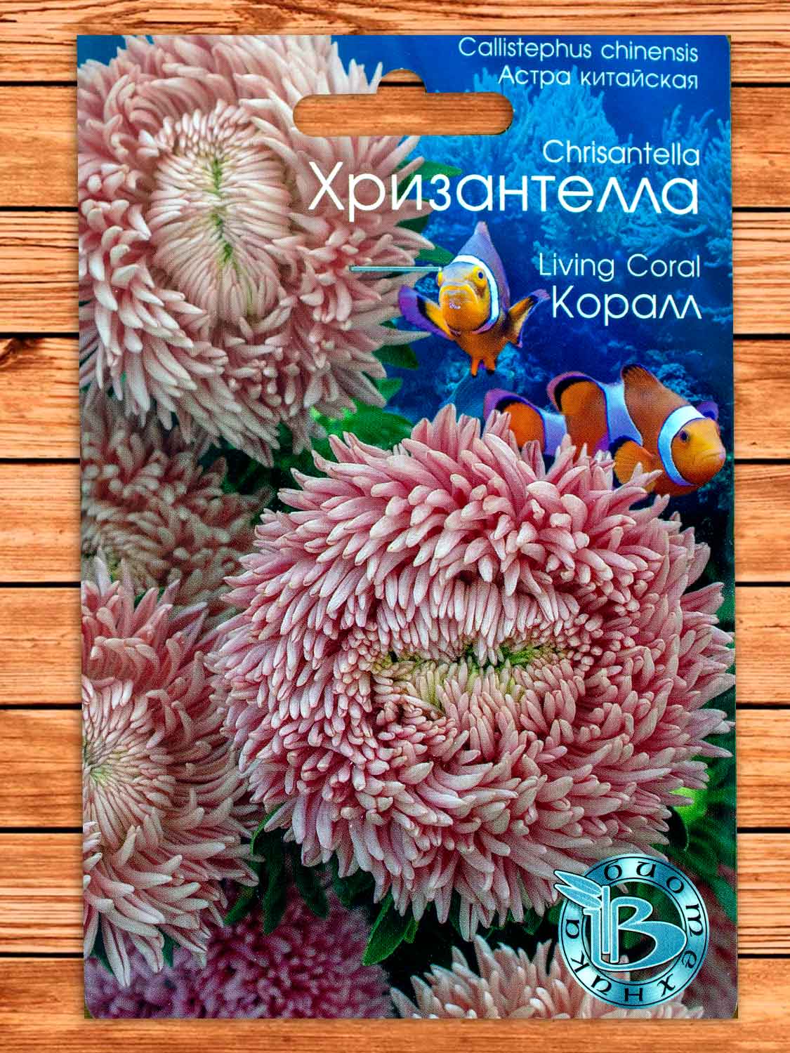 Хризантелла Коралл астра китайская 30 шт.