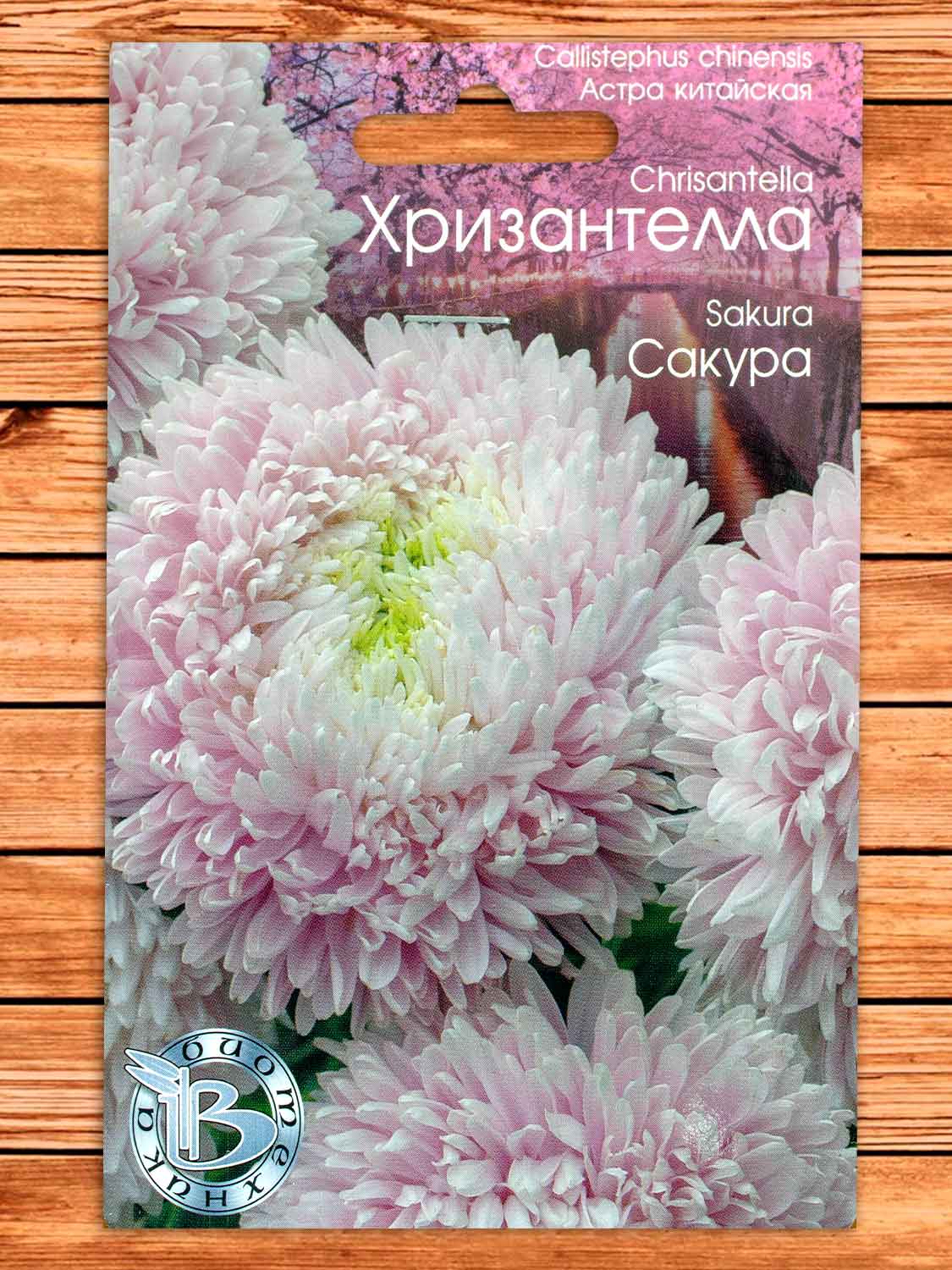 Хризантелла Сакура астра китайская 30 шт.