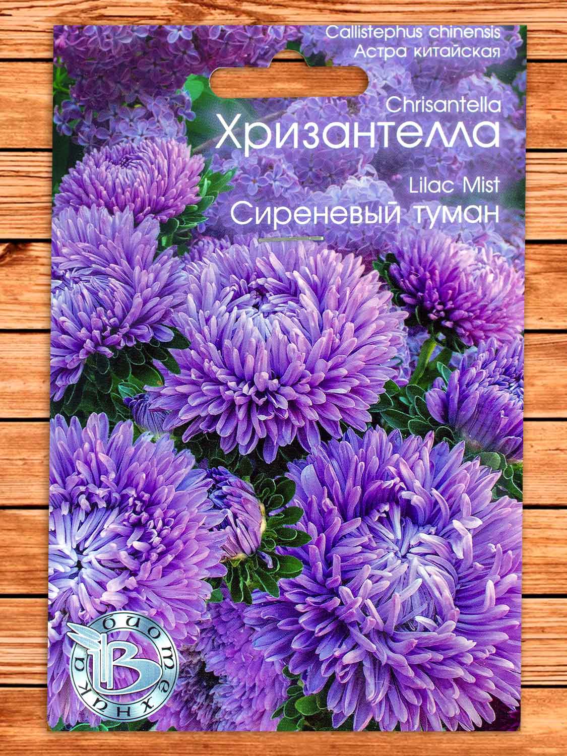 Хризантелла Сиреневый Туман 40 шт.