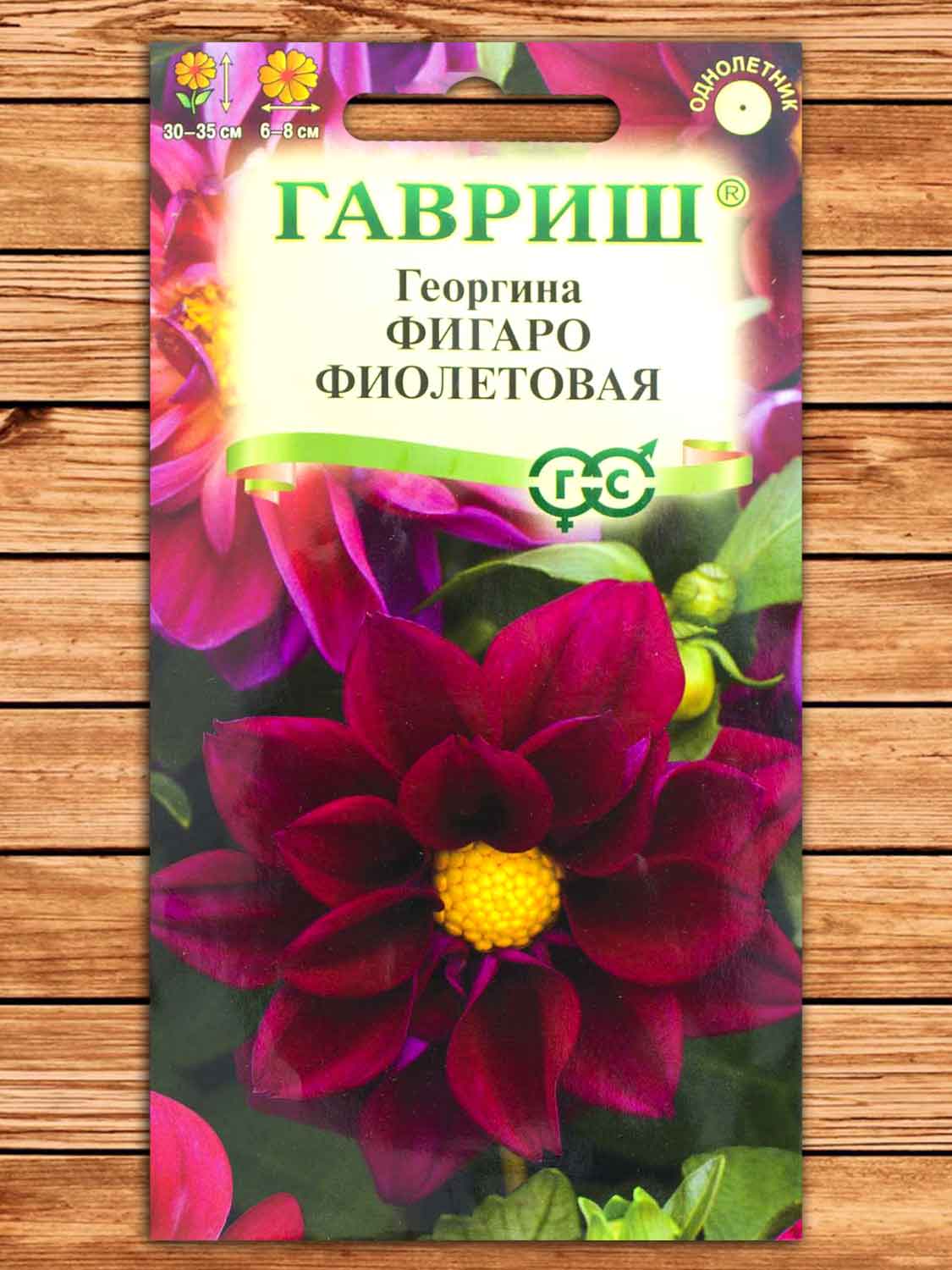 Георгина Фигаро Фиолетовая 7 шт.