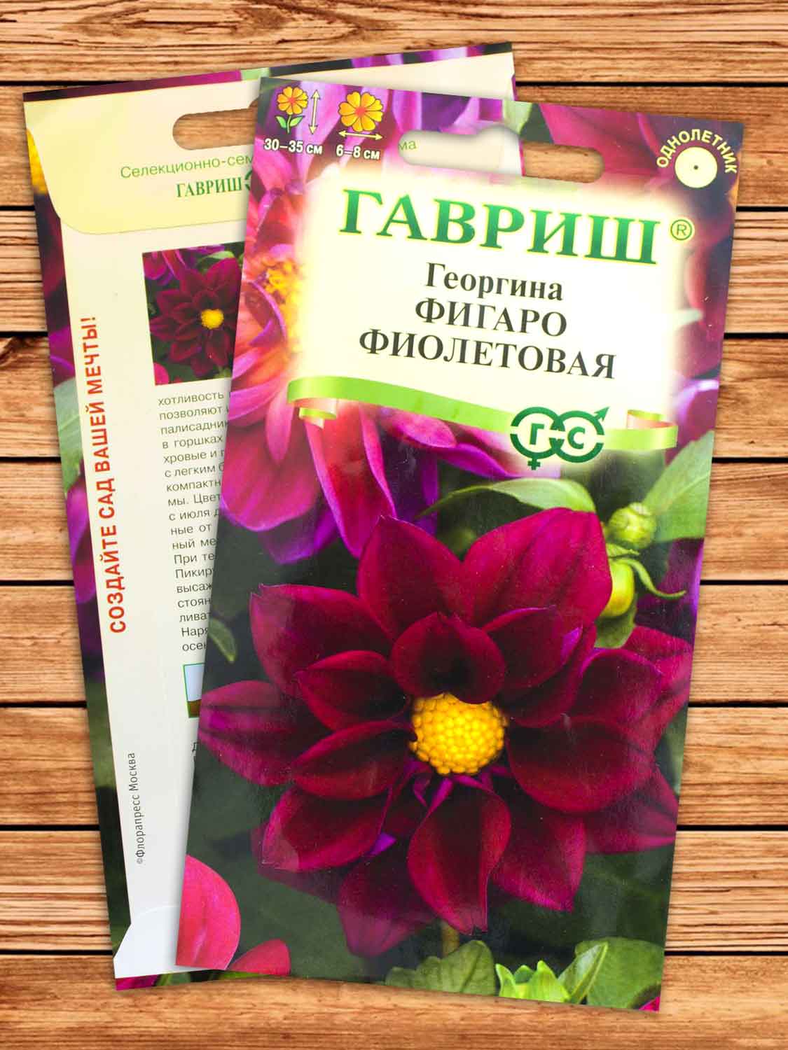 Георгина Фигаро Фиолетовая 7 шт.