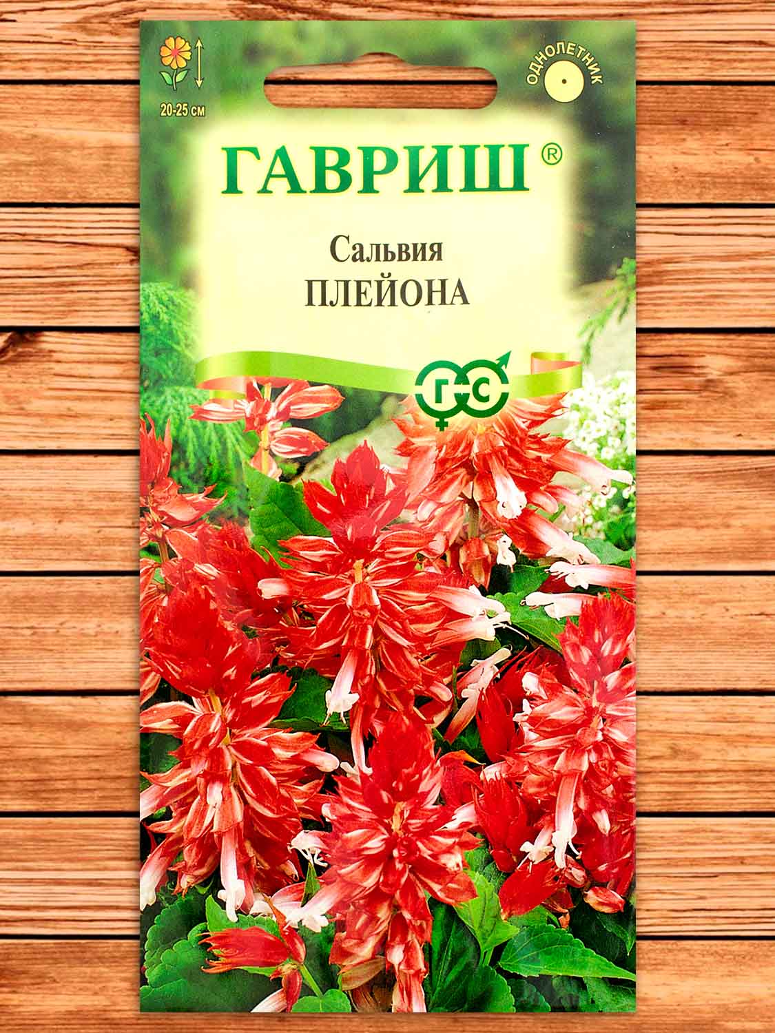 Сальвия Плейона, карликовая 4 шт.