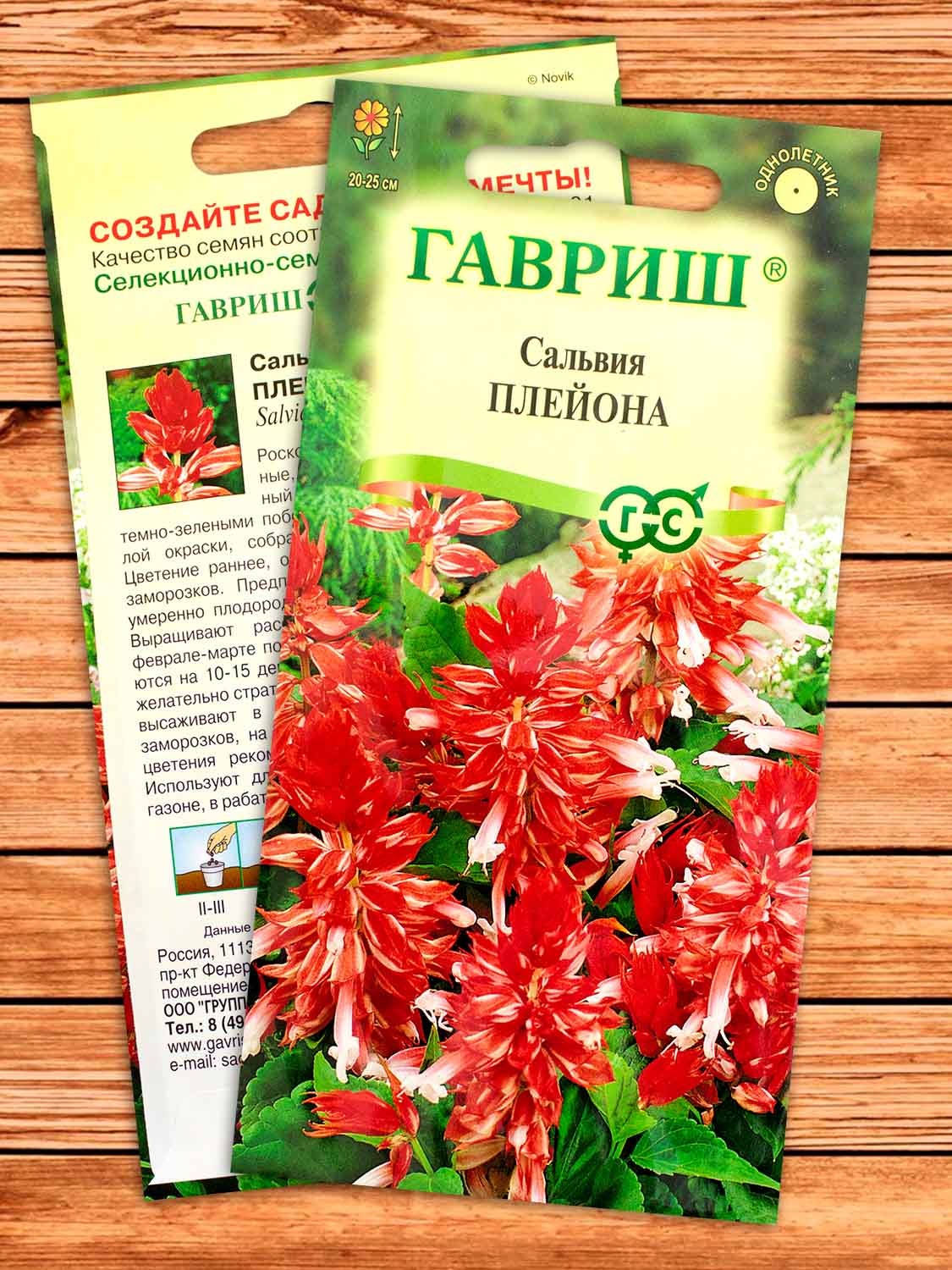 Сальвия Плейона, карликовая 4 шт.